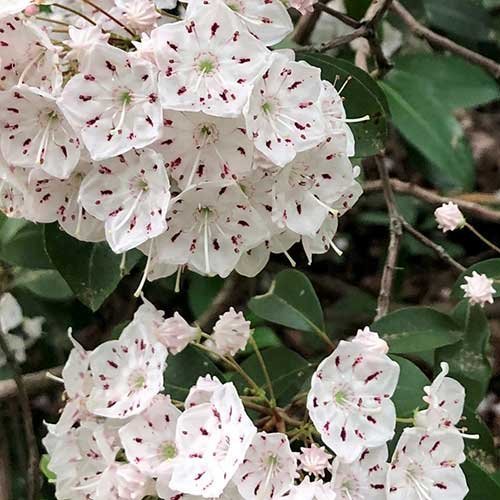 "Eno Collection" Mountain Laurel Earrings 14K Rose - JewelsmithEarrings