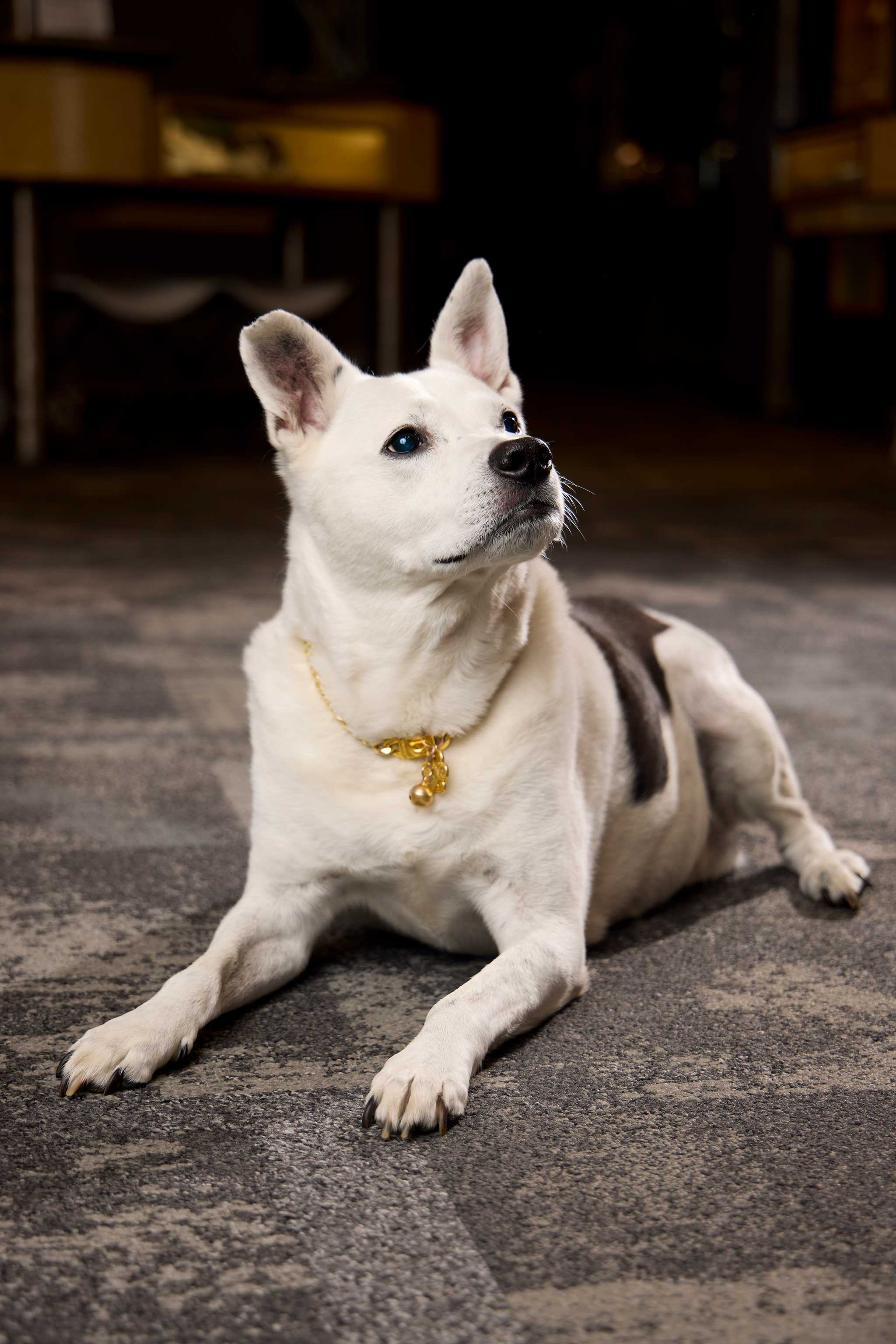 Ace, Shop Dog - Jewelsmith Durham NC